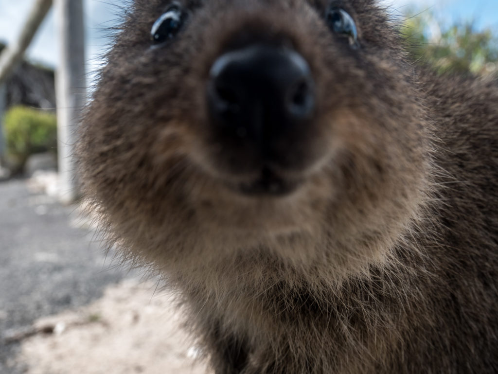 Das Quokka ist auf Rottnest Island zuhause.