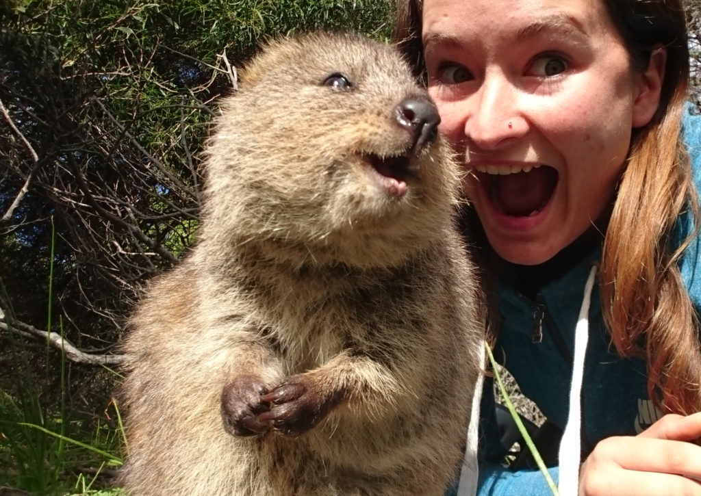 Das Quokka performte wie ein Supermodel vor der Kamera