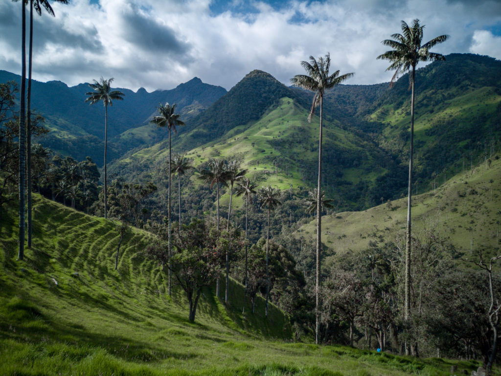 das Valle de Cocoa: hier stehen die höchsten Palmen der Welt!
