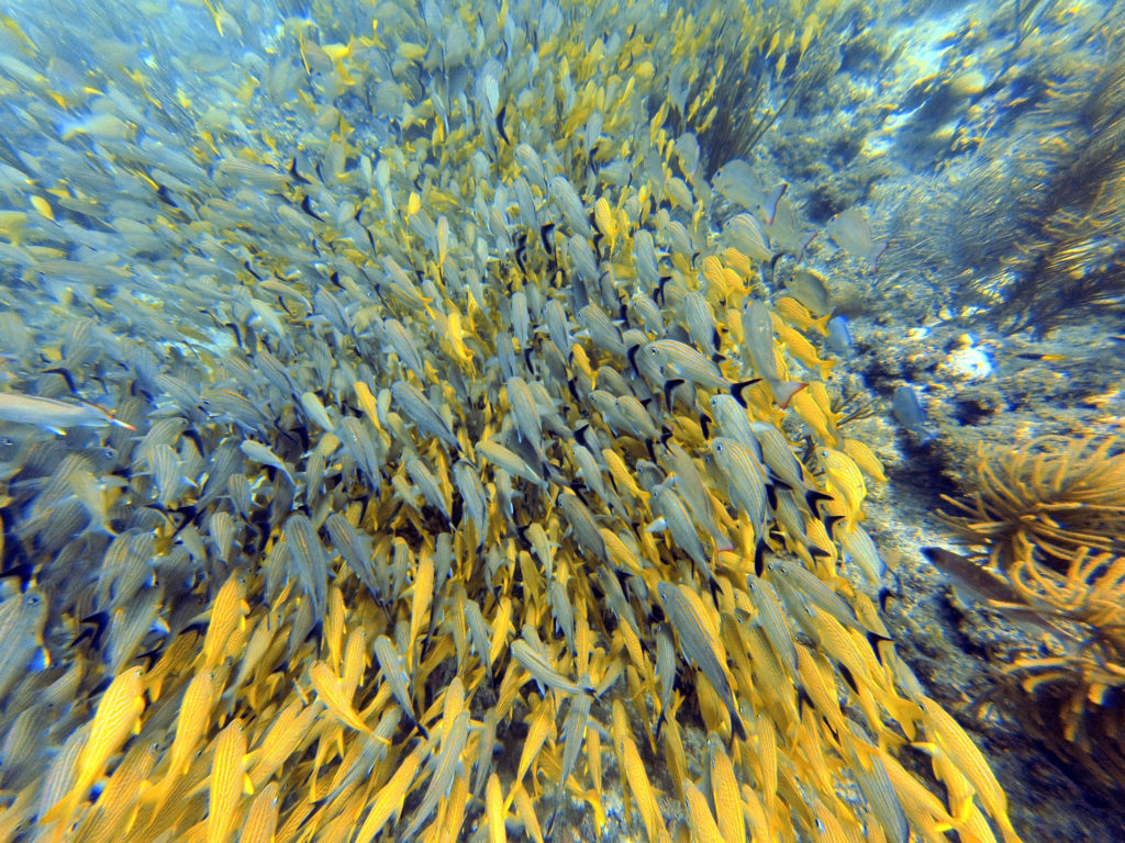 Fischschwarm unter Wasser beim Tauchen vor Providencia