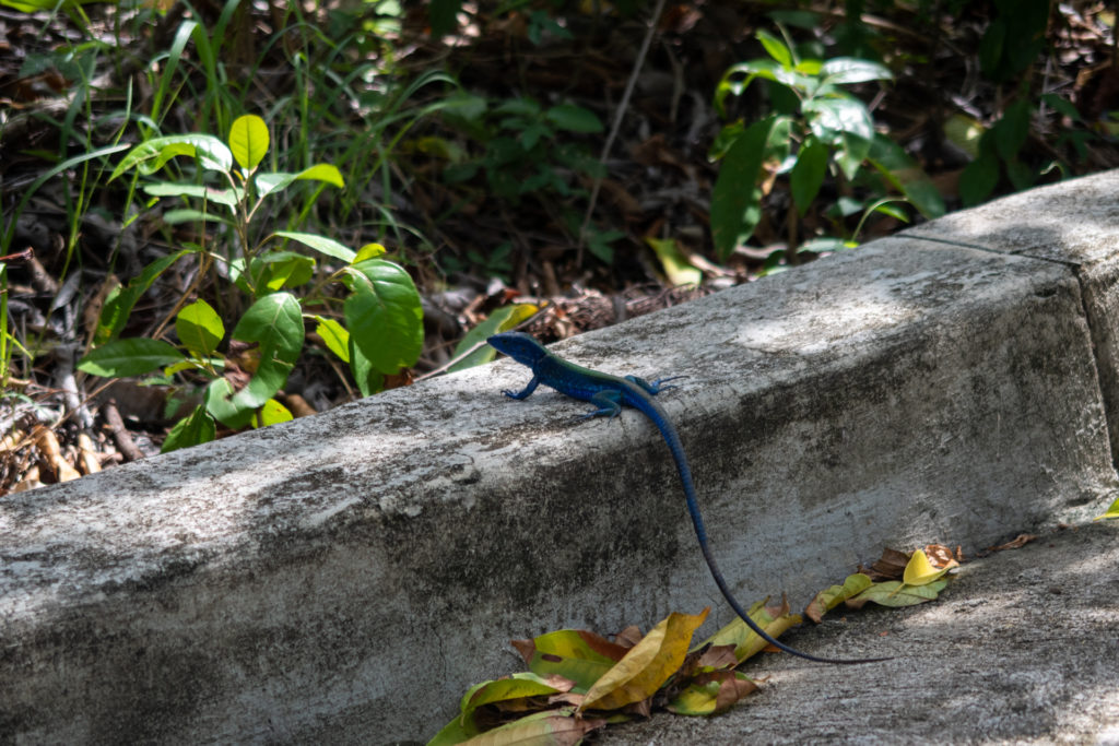Eine blaue Echse auf Providencia