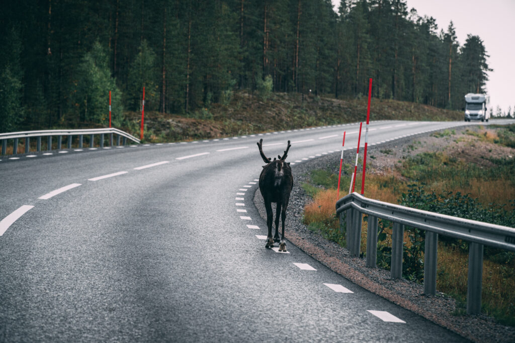 Rentier in Schweden spaziert über die Bundesstraße