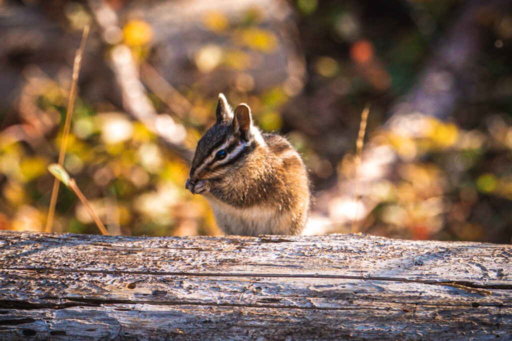 Wildlife im Yosemite Nationalpark, hier: ein Streifenhörnchen