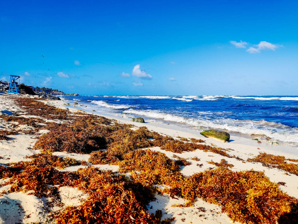 Algenplage in Tulum