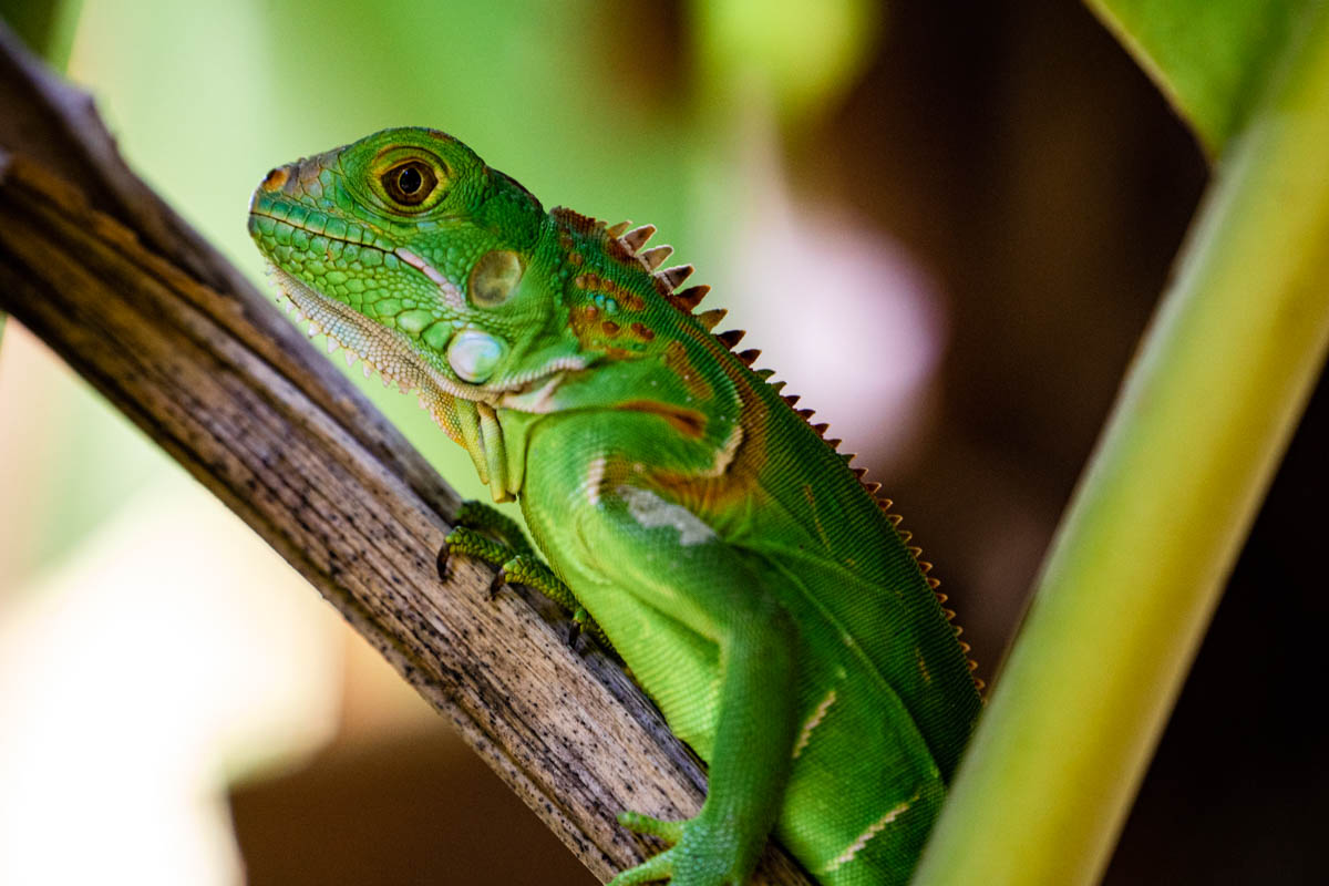 In Yelapa trafen wir auf viele Tiere, unter anderem auf dieses Chamäleon