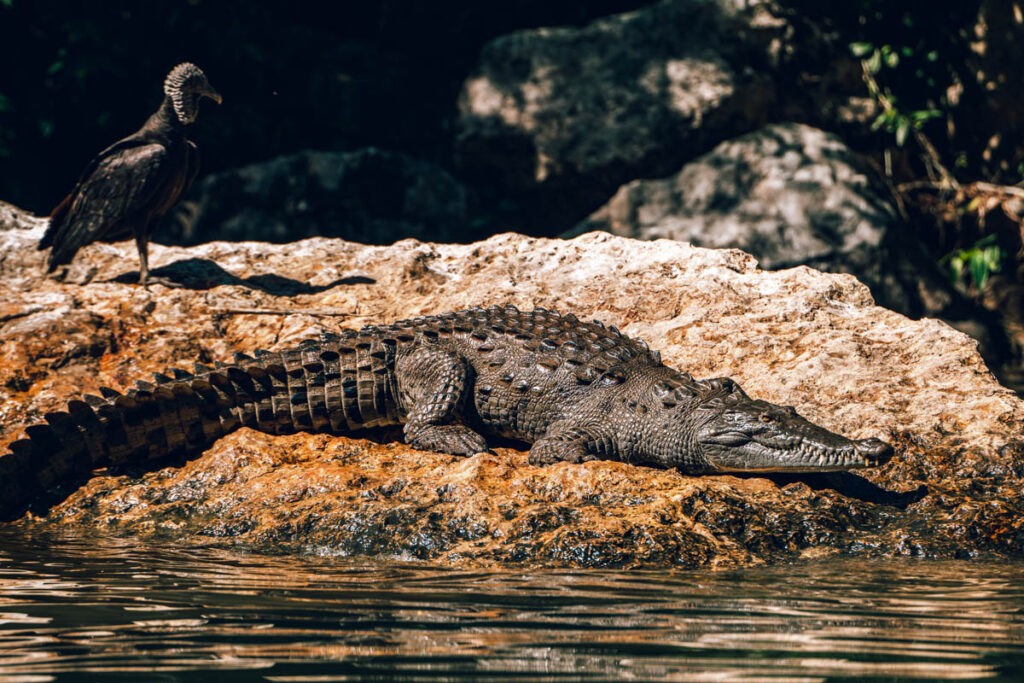 Krokodil im Canon de Sumidero, Mexiko
