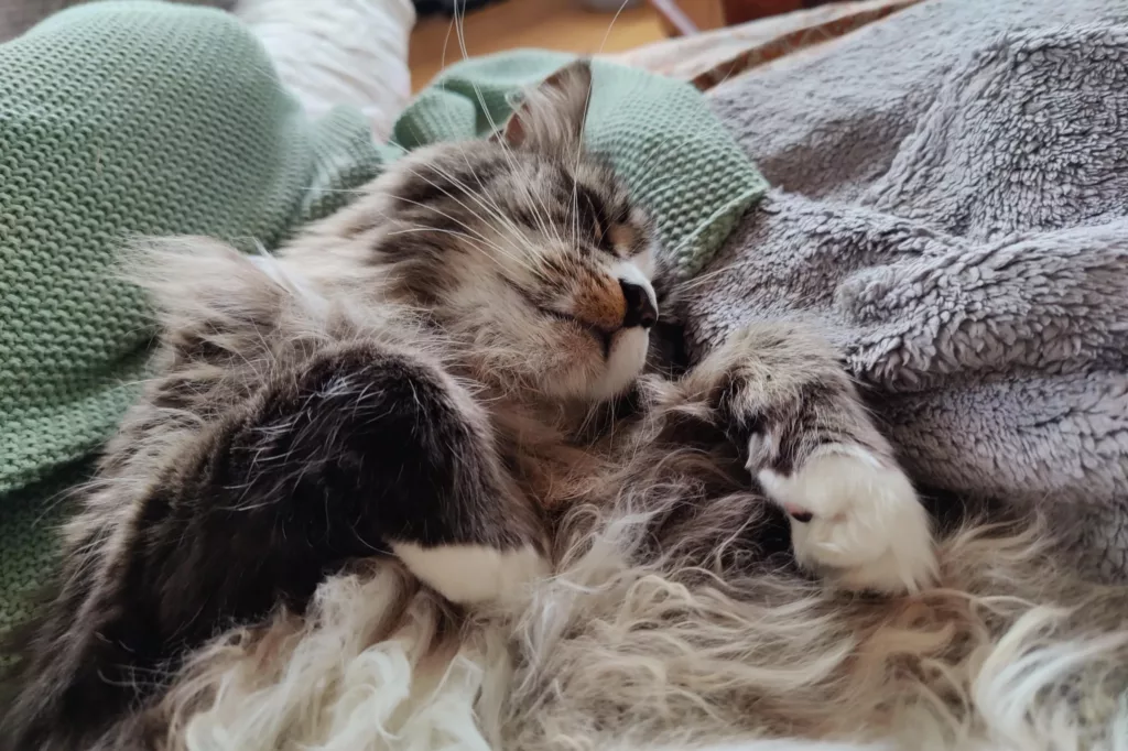 Kuscheln mit Katzen: Das geht beim Housesitting!