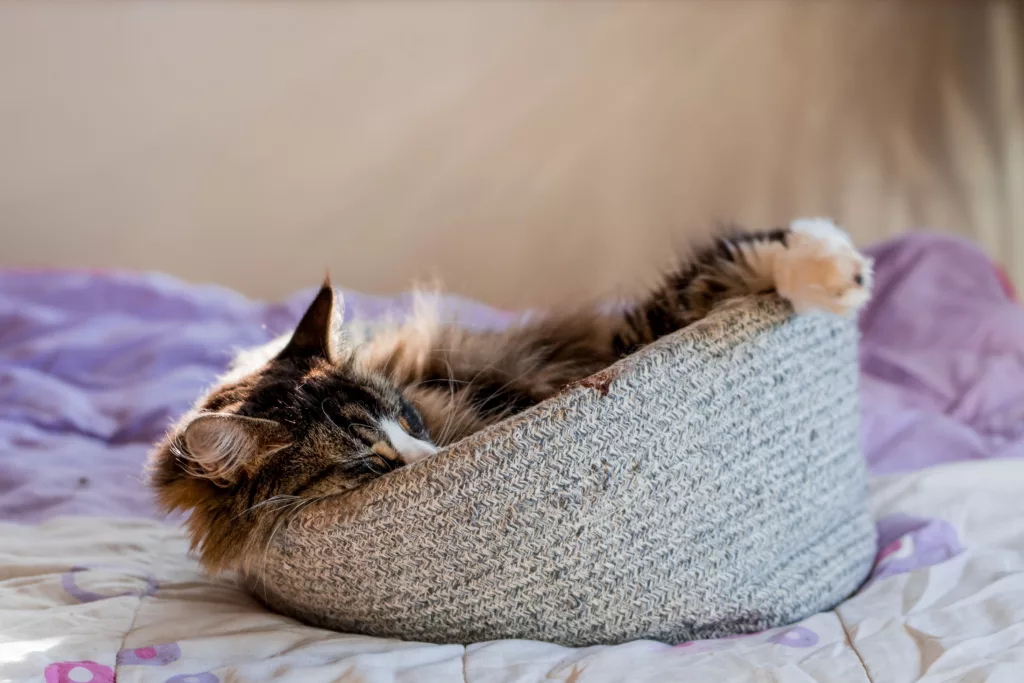 Katze im Korb