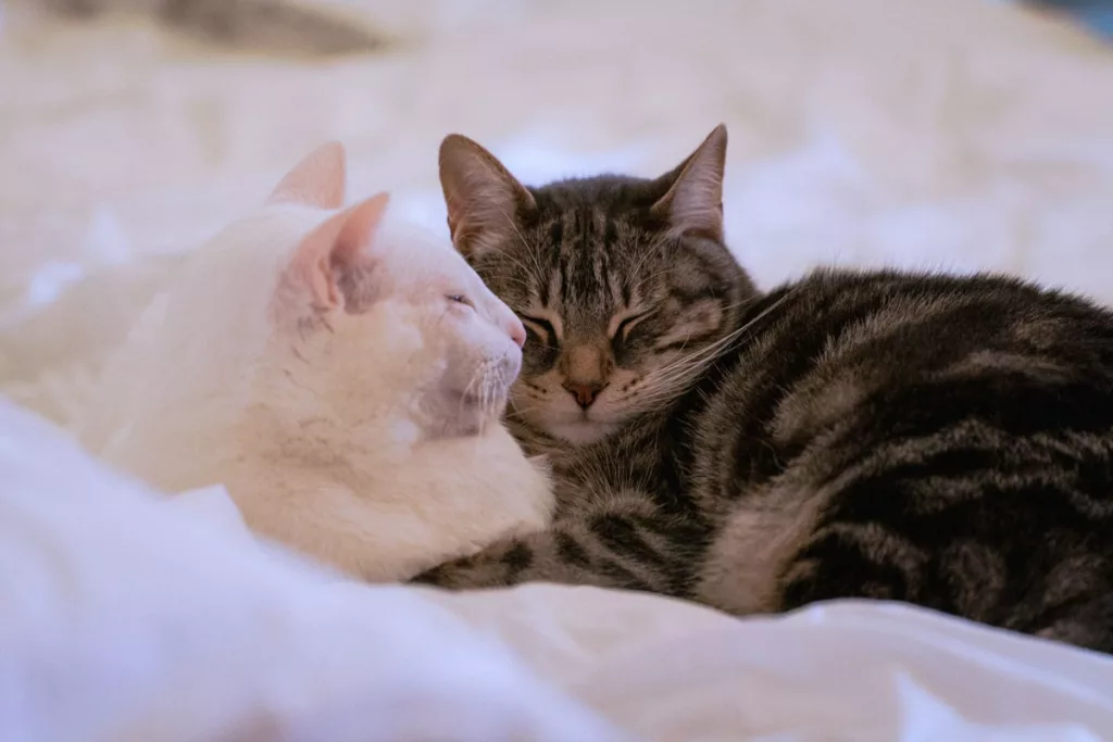 Housesitting mit zwei Kuschelkatzen