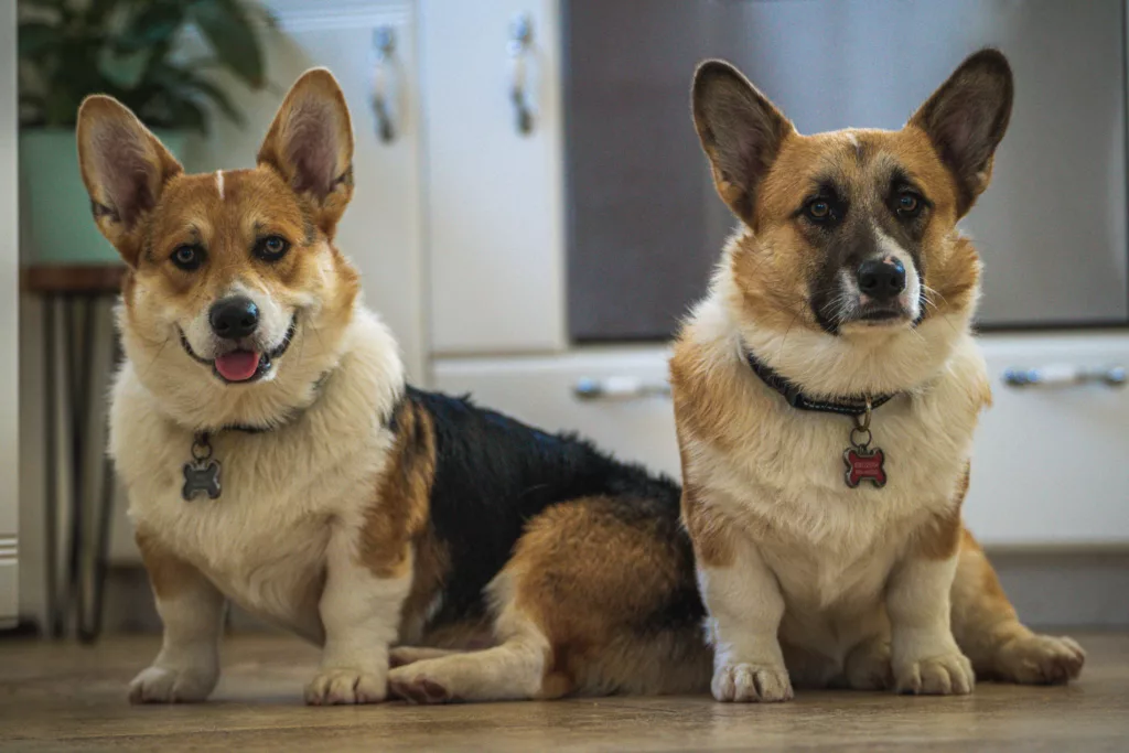 Housesitting in San Diego: hier mit zwei Corgis.