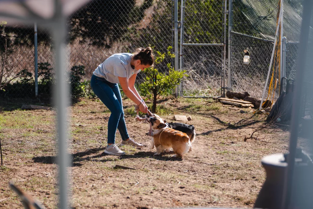 Haussitting: Jess spielt im Garten mit Corgis