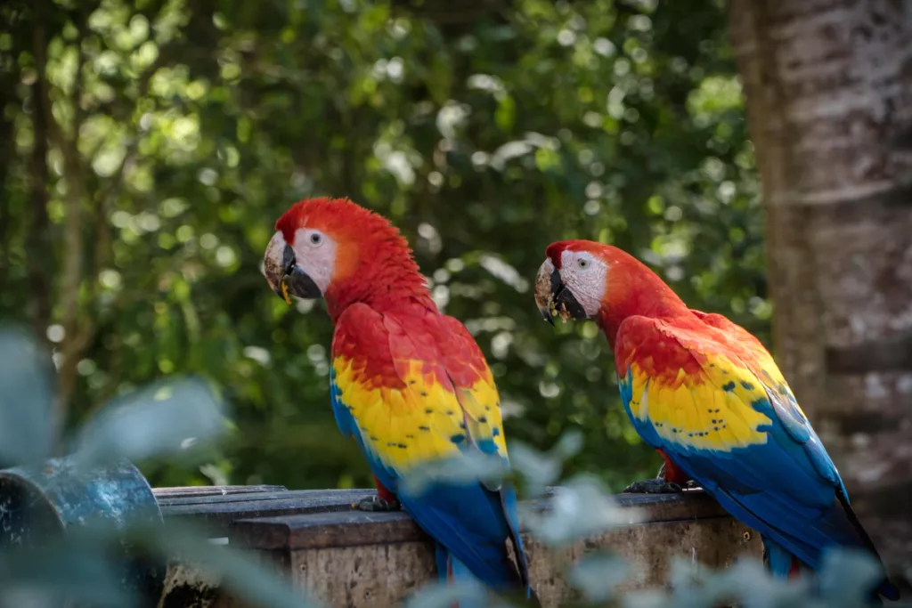 Macaws in Honduras