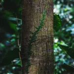Ein Baum im Dschungel Rio Cangrejal in Honduras