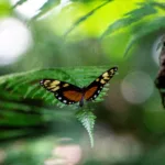 Schmetterling auf einer Pflanze