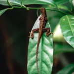 Ein Gecko auf einem grünen Blatt