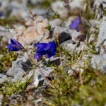 Wildblumen am Wegesrand