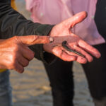 Der Wattwurm ist ein wichtiges Lebewesen im Wattenmeer