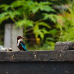 Kingfisher am Ufer