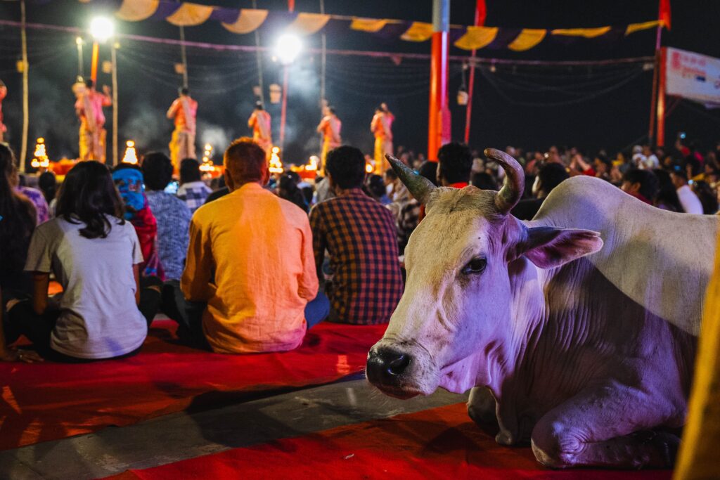 Kuh in Varanasi bei der Zeremonie am Assi Ghat