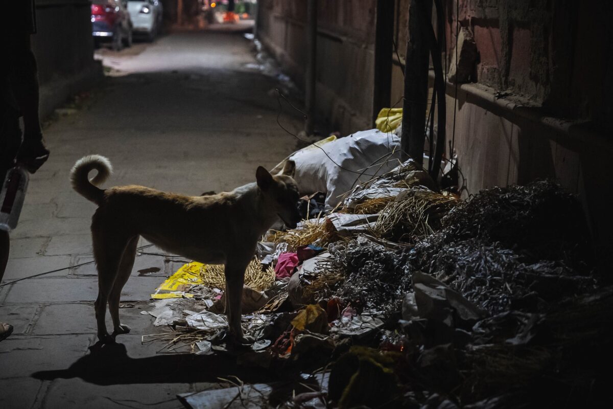 Hund vor einem Müllberg in Varanasi