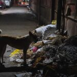 Hund vor einem Müllberg in Varanasi
