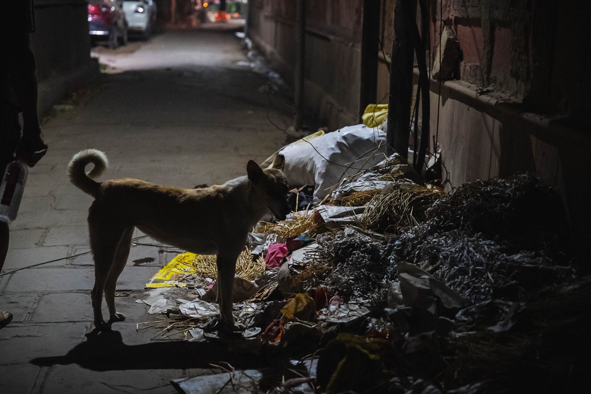 Hund vor einem Müllberg in Varanasi