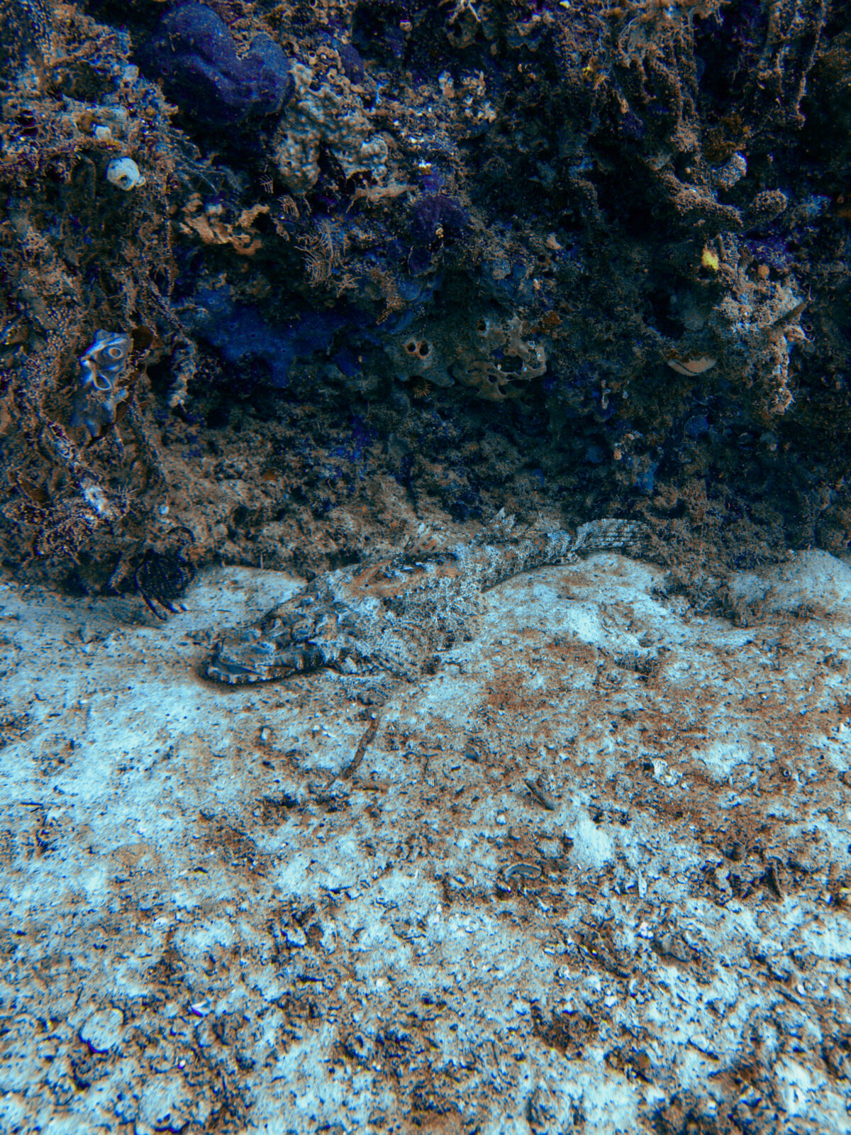 Ein Krokodilfisch versteckt sich unter einem Fels