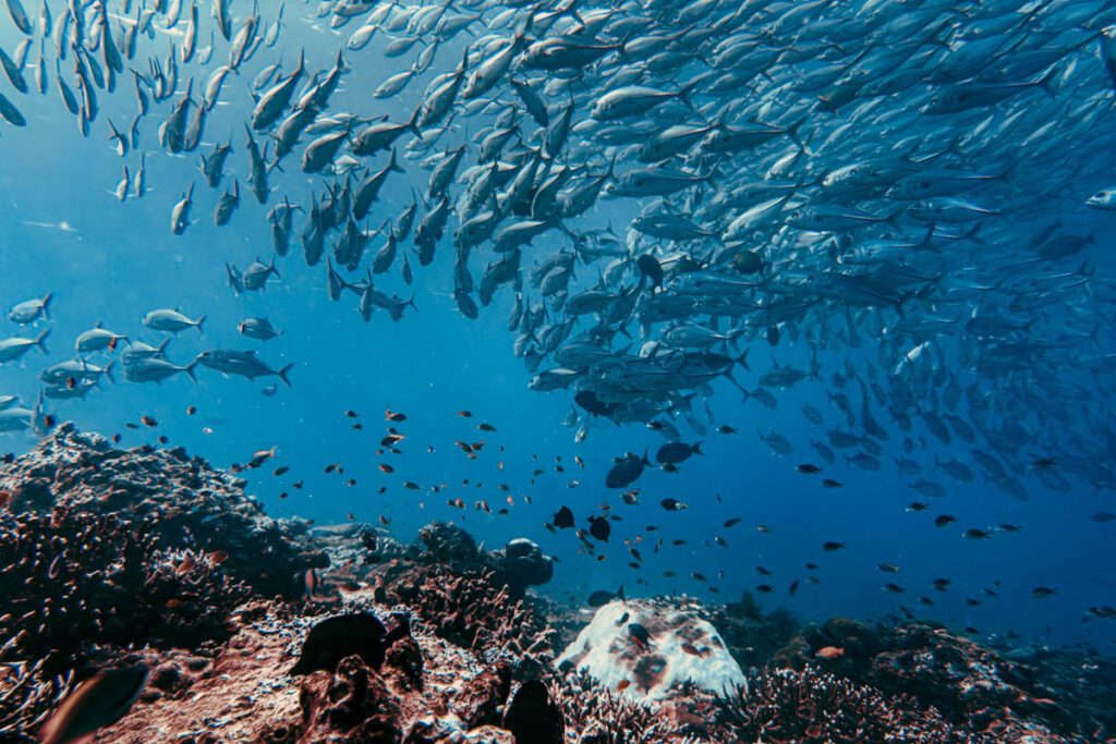 Fischschwarm in Raja Ampat