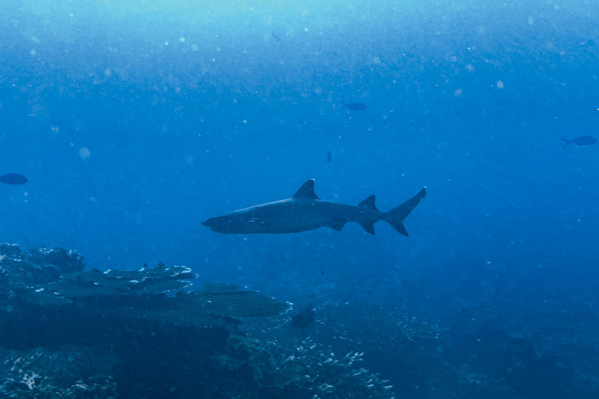 Unser erster Hai in Raja Ampat