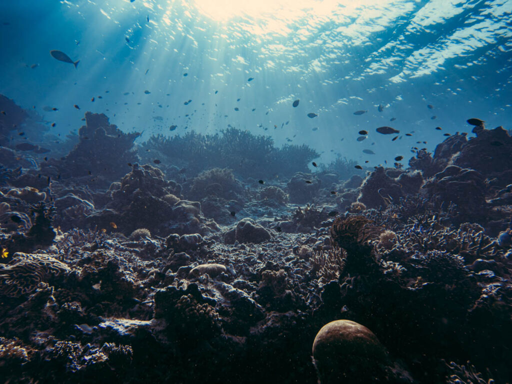 Raja Ampat Melissas Garden