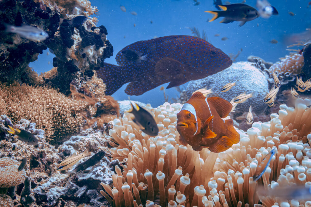 Clownfisch in einer Anemone