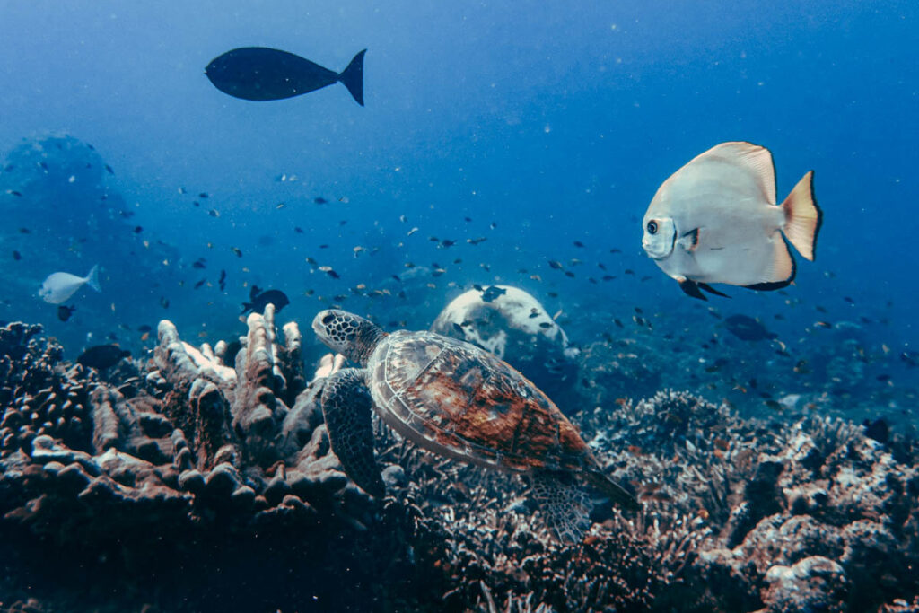 Eine Schildkröte und ein Batfisch im Riff von Raja Ampat