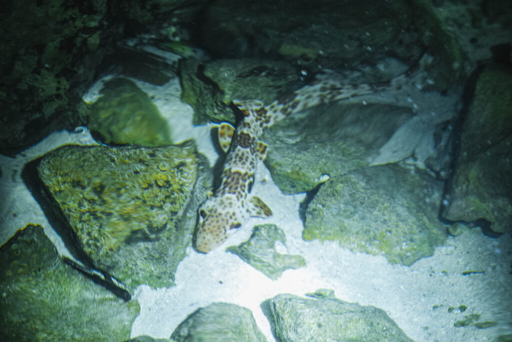 Ein Walking Shark im Wasser