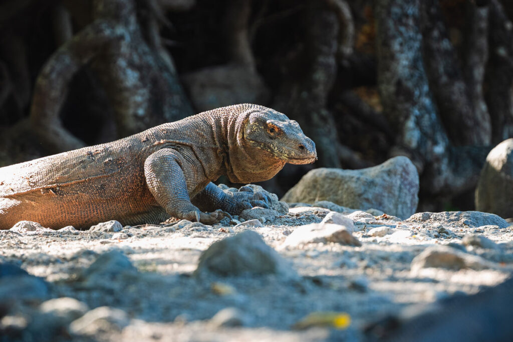Ein Komodowaran