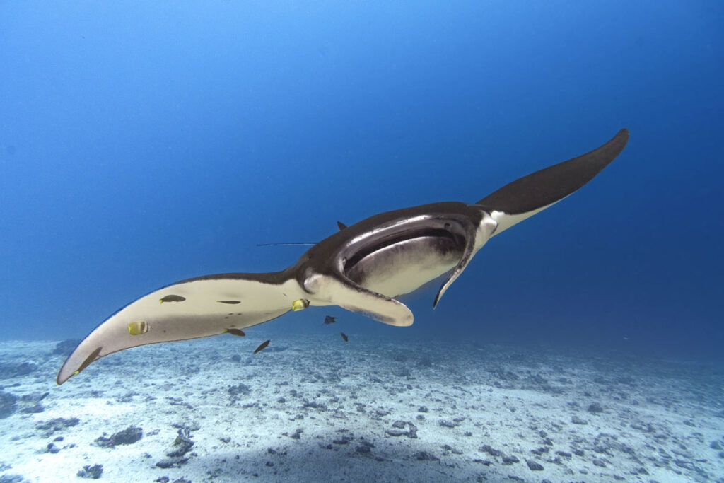 Ein Mantarochen zieht seine Bahnen unterwasser im Komodo Nationalpark