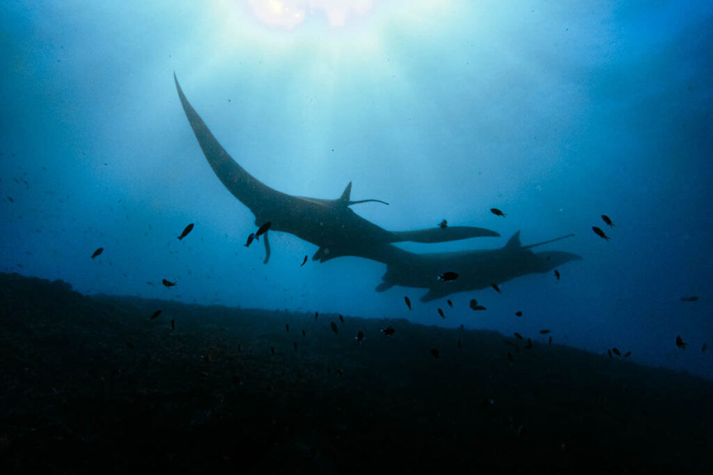 Zwei Mantas von hinten