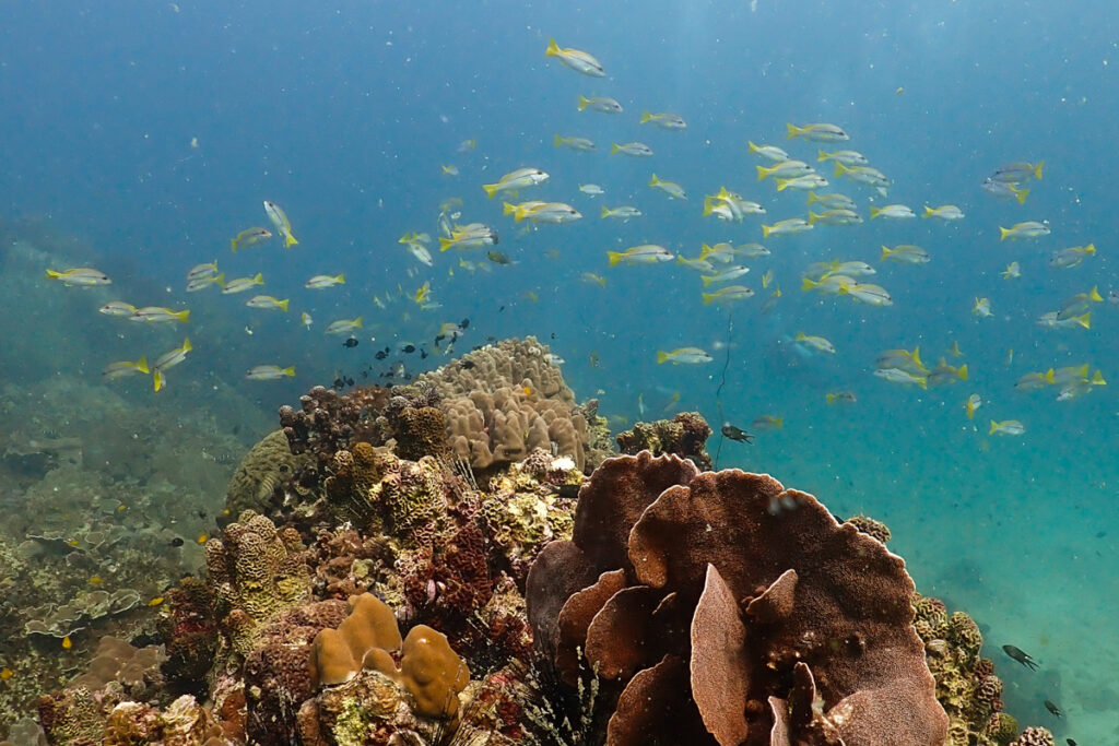 Unterwasserwelt vor Koh Tao