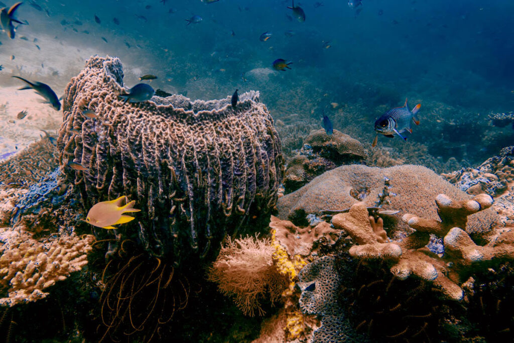 Koralle in der Unterwasserwelt von Komodo
