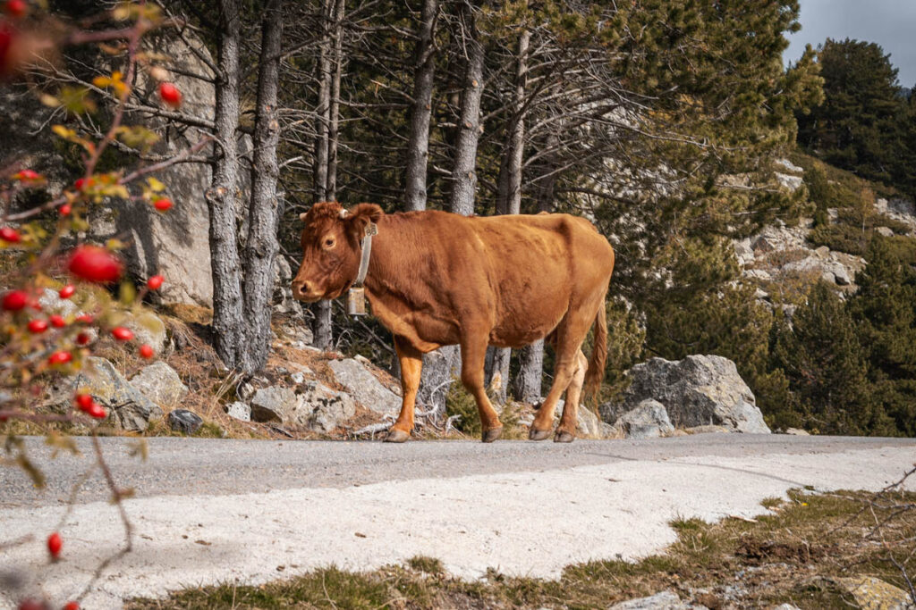Die Locals der katalanischen Pyrenäen: Kühe