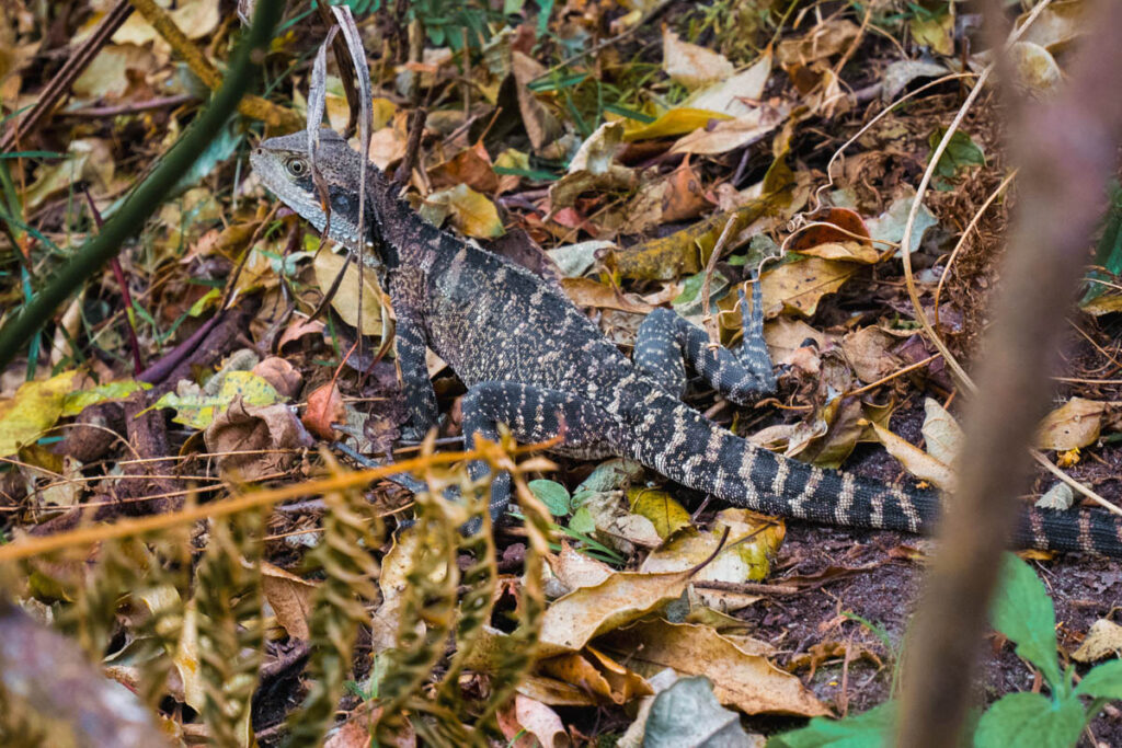 Meine erste Echse in Australien