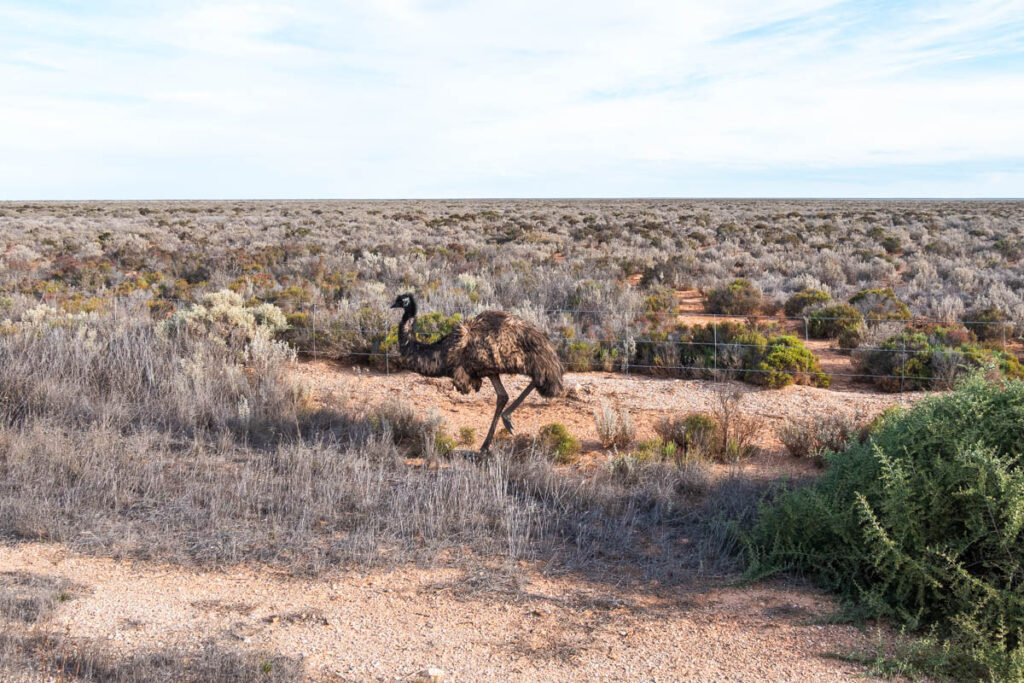 Emu in der Nullarbor. Beim Nullarbor Crossing 2018 entdeckt.