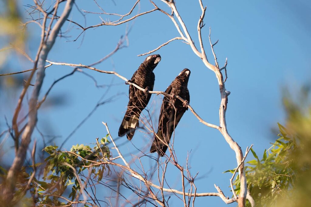 Kakadus auf dem Campingplatz in Esperance