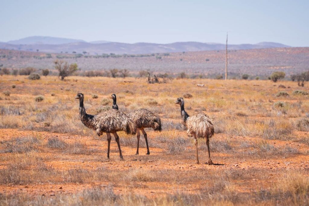 Emus im Flinders Ranges Nationalpark
