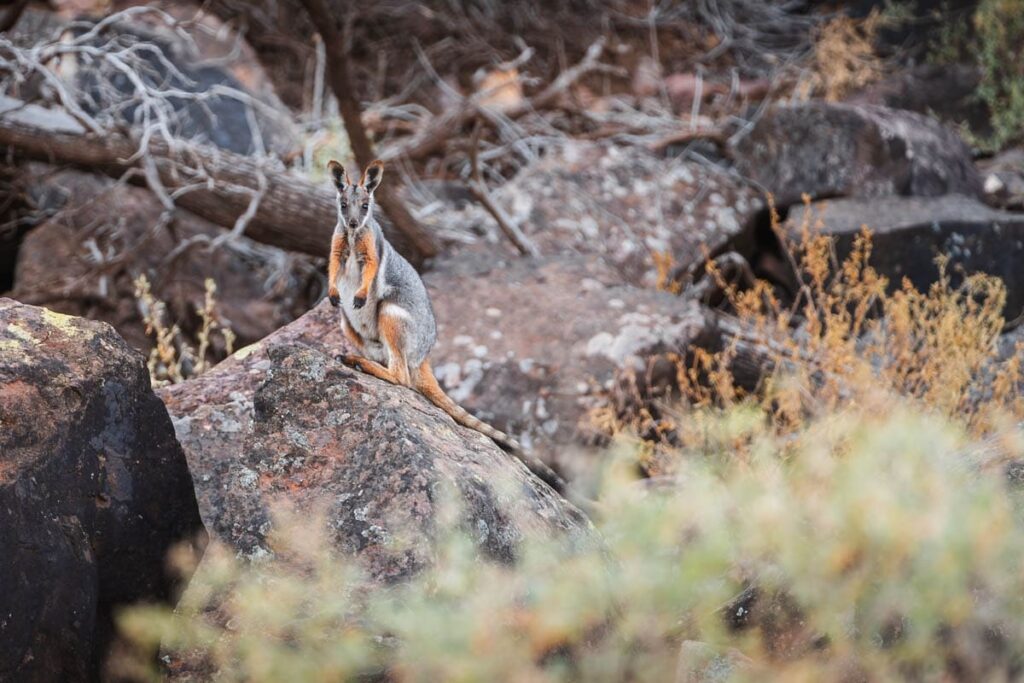 Australisches Gelbfuss-Felskänguru im Ikara Flinders Ranges Nationalpark