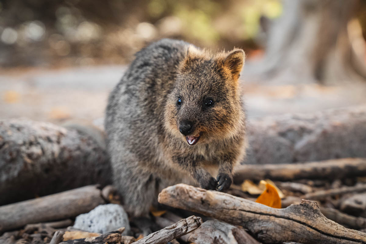 Quokka Rotto
