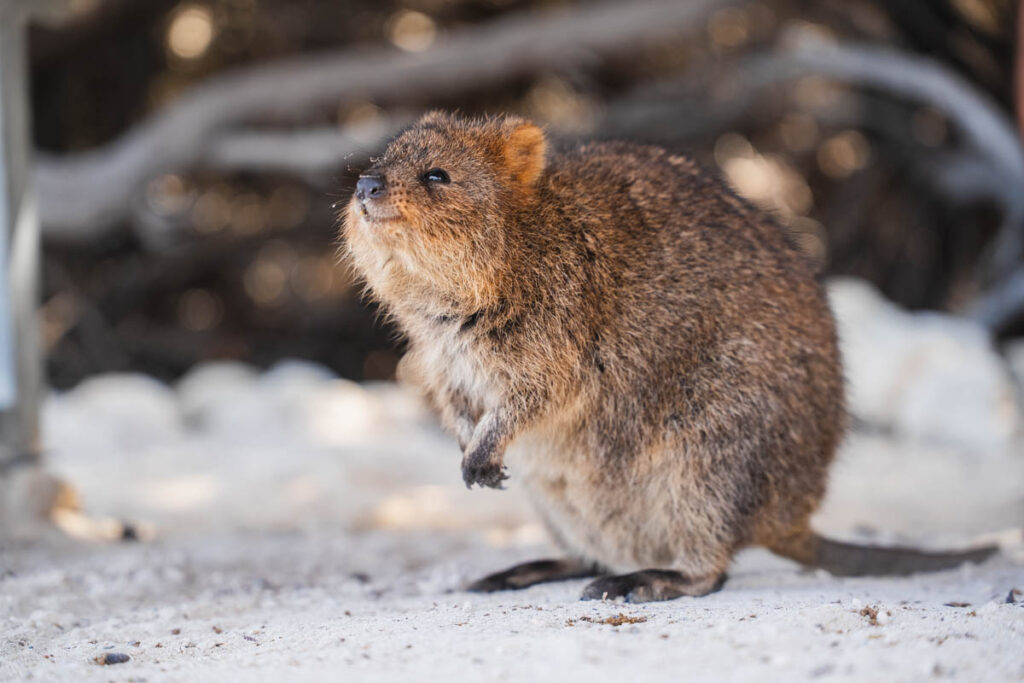 Der Namensgeber von "Rottnest Island": Die Quokkas