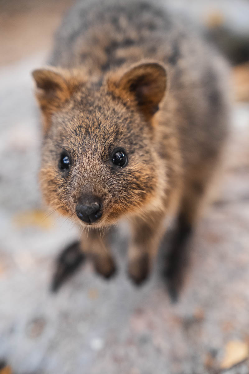Quokka auf Rottnest Island